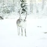 アパート Arctic Oasis ロヴァニエミ